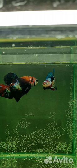 Элитные петушки Халф Мун Кои