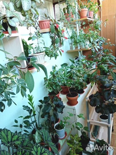 Черенки комнатных растений