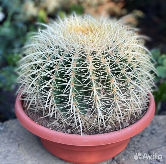 Эхинокактус Грузона (кактус) 25/25