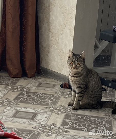 Передержка животных