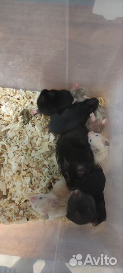 Сирийский хомяк