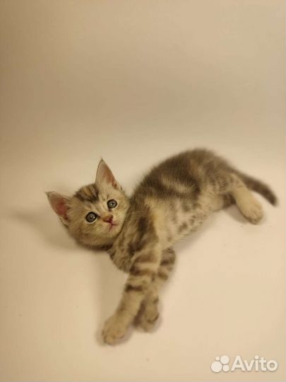 Котята Мейн-кун