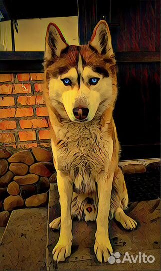 Сибирский хаски Кобель Вязка