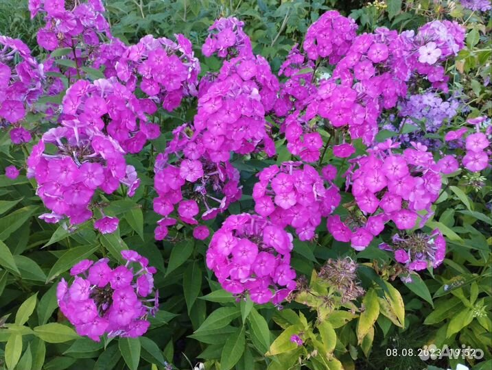 Флоксы многолетние