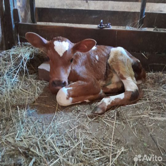 Тёлка Красной Датской породы продается