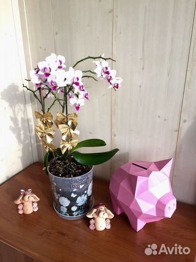 Продам орхидею дендробиум