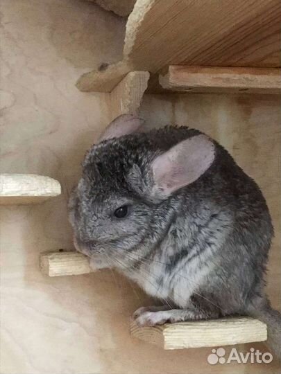 Шиншиллы