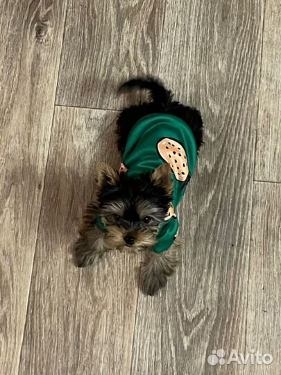 Вещи для маленьких собак