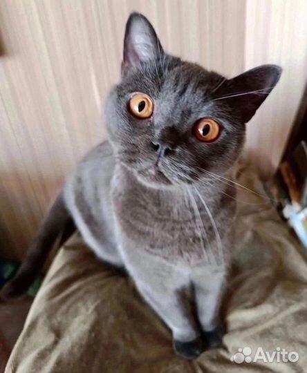Британский кот