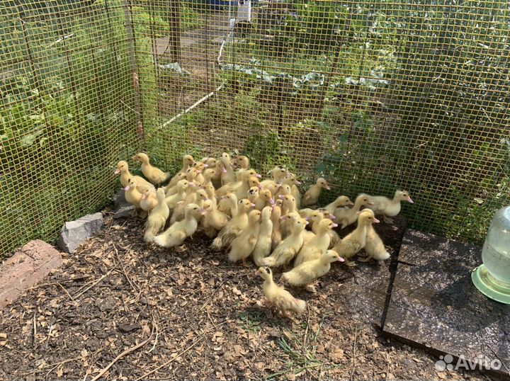 Муларды импорт