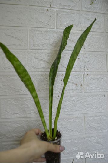 Сансевиерия аубрутиана дракон