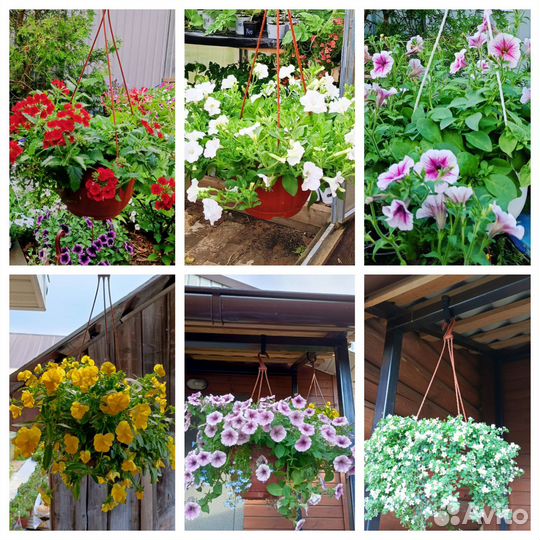 Цветы в кашпо и рассада