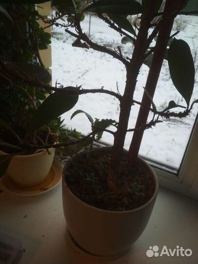 Продам фикус
