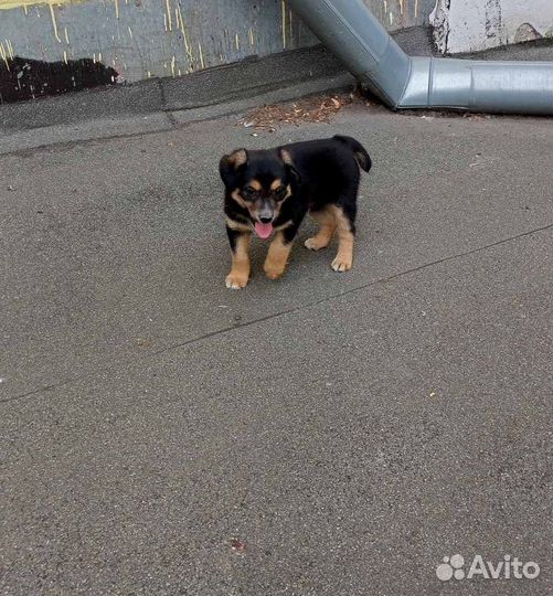Щенок в добрые руки