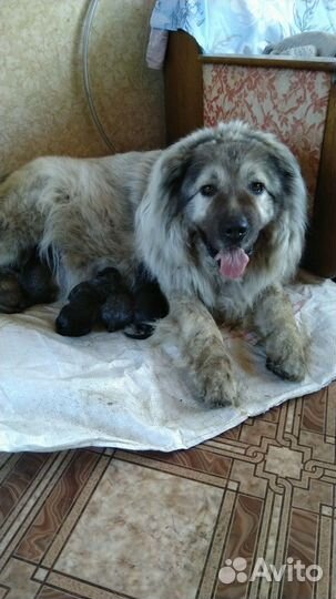 Щенки кавказской овчарки