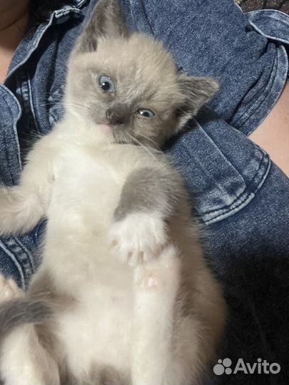 Котята