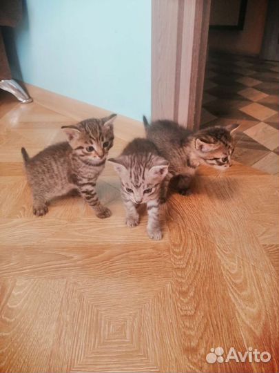 Кошки в добрые руки бесплатно