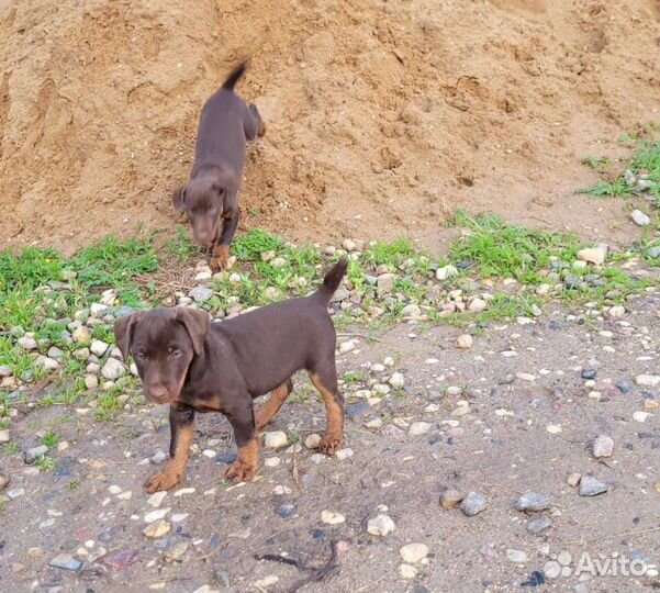 Щенки ягдтерьера