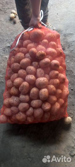 Продам картофель сорт 