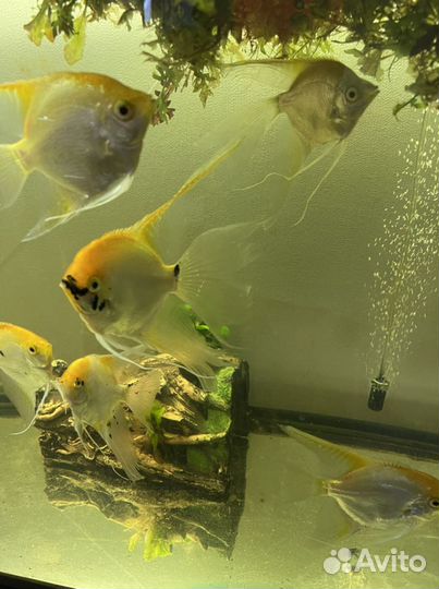 Аквариумные рыбки: Скалярии