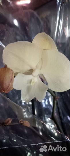 Орхидея фаленопсис лимонела