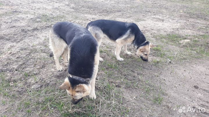 Щенки восточноевропейской овчарки