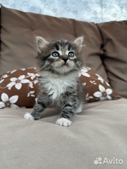 Котята