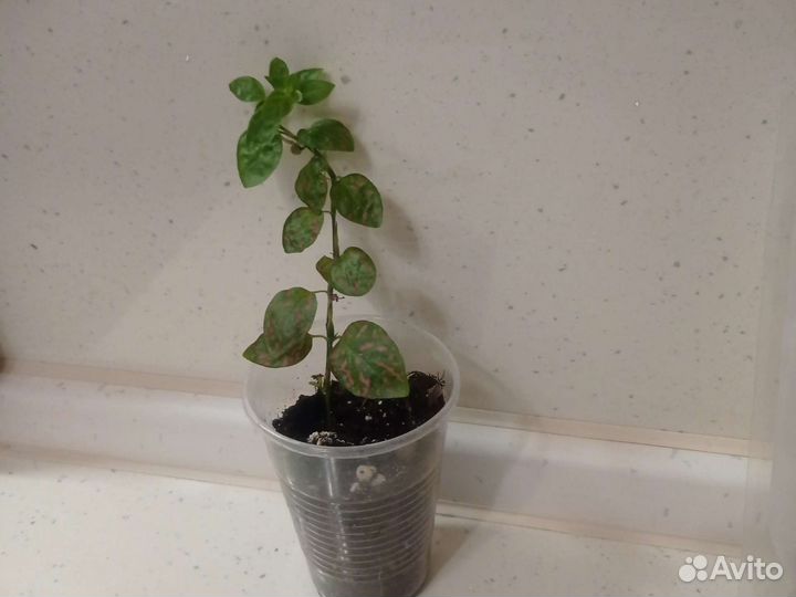 Пилея, пилея ливанская, гипоэстес