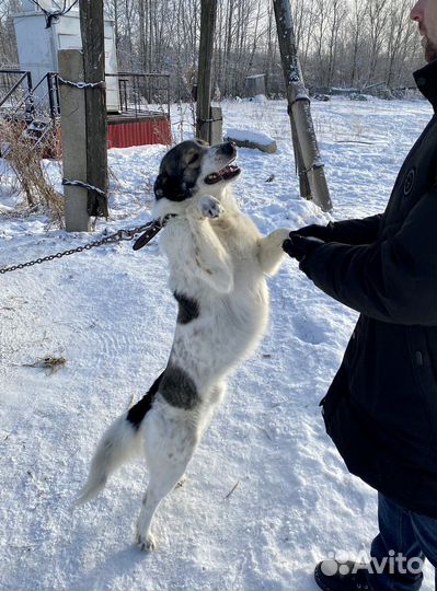 Собака в добрые руки