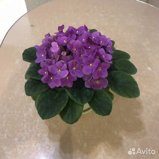 Фиалка в горшках