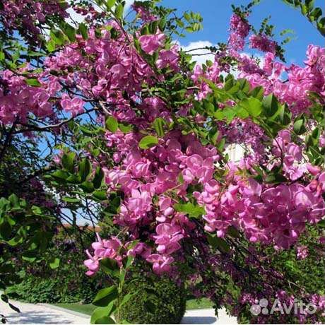 Саженцы акации(робиния)