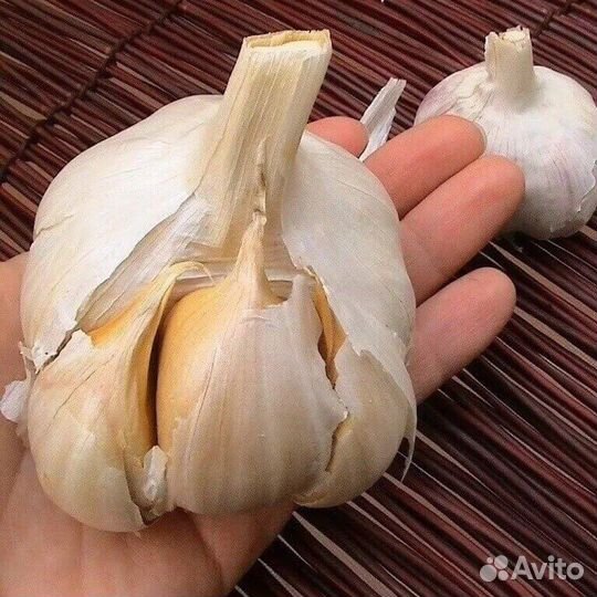 Чеснок Рокамболь