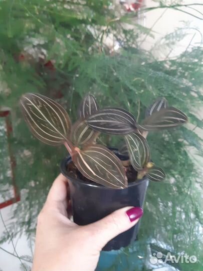 Орхидея - Лудизия двуцветная