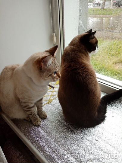 Отдам кота в добрые руки