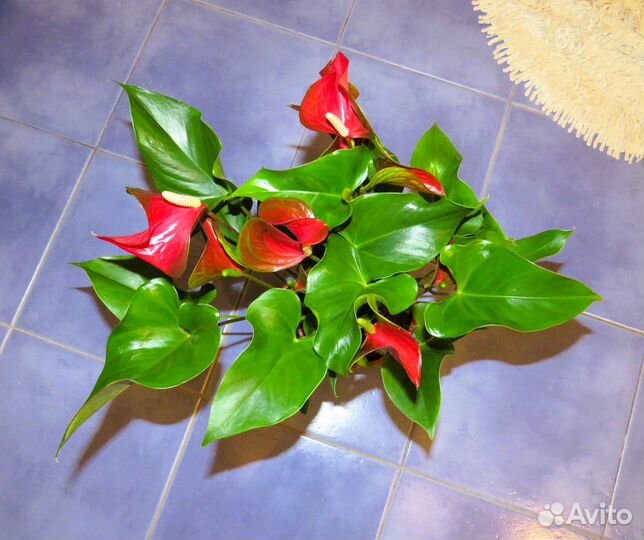 Антуриум Динамит Ред(Dynamite Red)