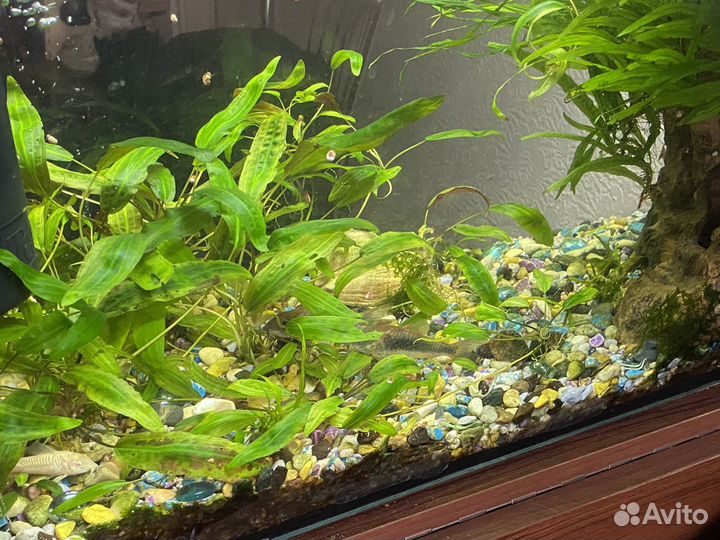 Аквариум
