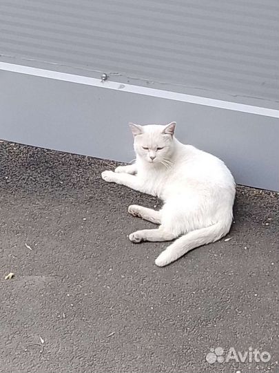 Кот ищет семью