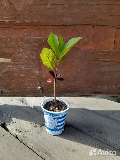 Черемуха краснолистная