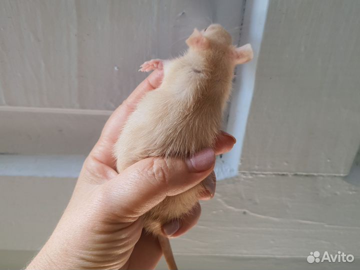 Крыса Амбер