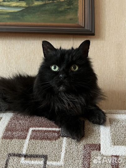 Кот в добрые руки