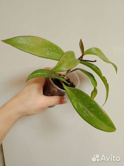 Хойя публикалис Сильвер Пинк