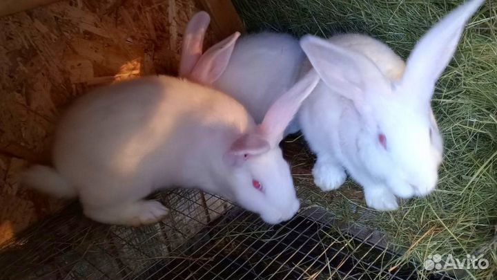 Кролики мясных пород