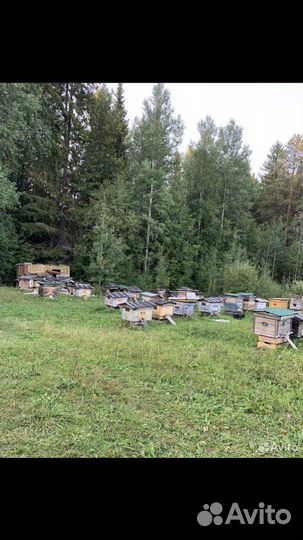 Пчелосемьи