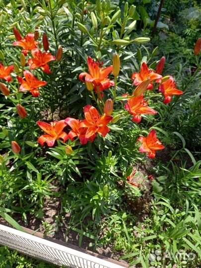 Лилии луковицы