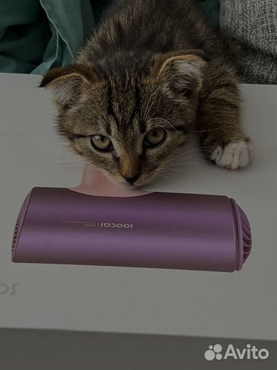 Котик в добрые руки
