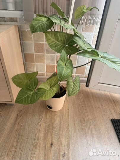 Сингониум обмен