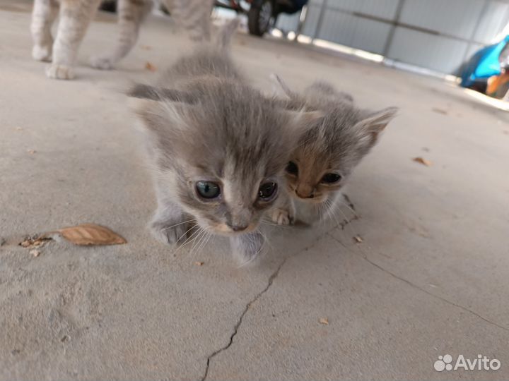 Котята в добрые руки