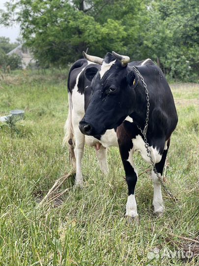 Коровы дойные молочные ставропольский край
