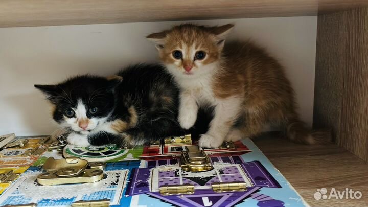 Отдам бесплатно котенка