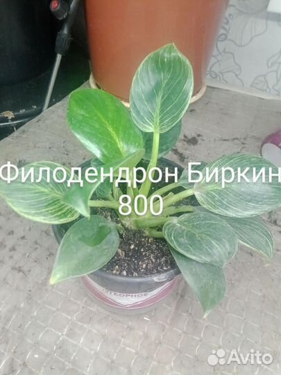 Филодендрон Биркин